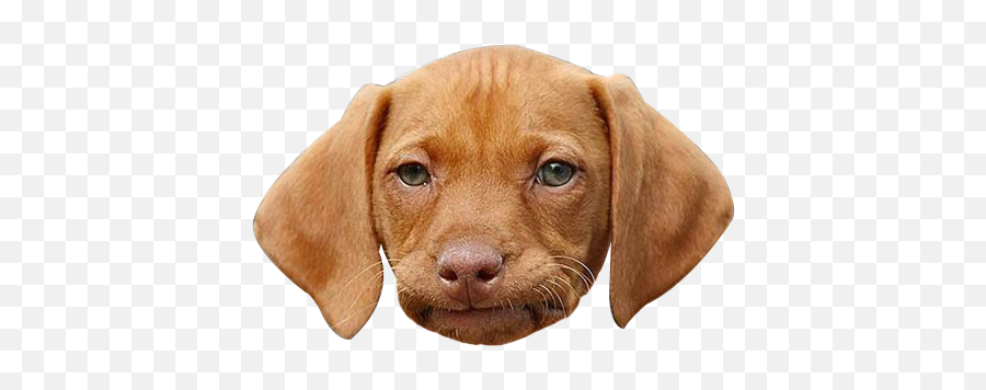 Funny Png Images Transparent - Dog Face Png,Cute Dog Png
