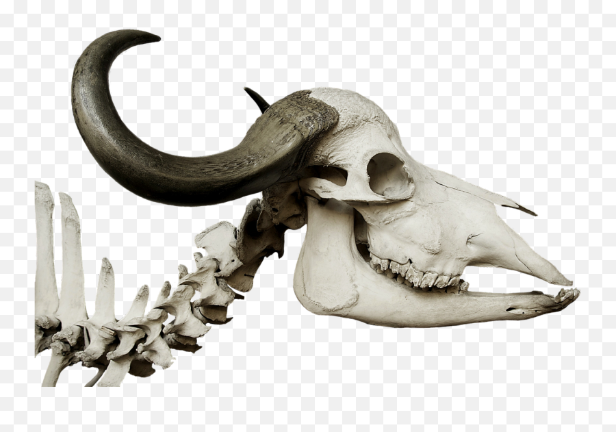 Cattle Skull African Buffalo - Stone Age Animal Skulls Png,Cow Skull Png