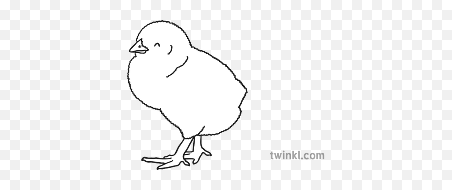 Baby Chick Black And White Illustration - Twinkl Child Png,Baby Chick Png