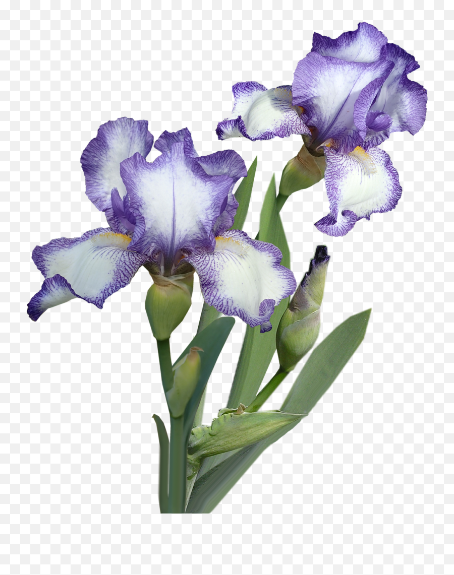 Flowers Iris Plant - Flower Png,Iris Flower Png