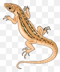 Transparent Library Free Lizard Clipart - png