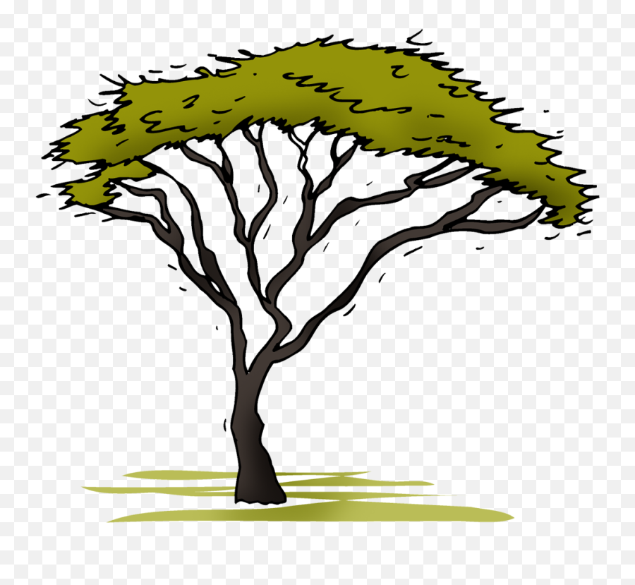 Acacia - Acacia Tree Clipart Transparent Png,Acacia Tree Icon