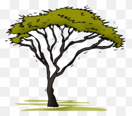 Acacia - Acacia Tree Clipart Transparent Png,Acacia Tree Icon
