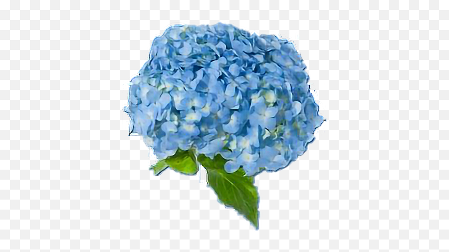 Download Blue Blueaesthetic Flowers - Blue Hydrangea Png,Blue Flowers Png