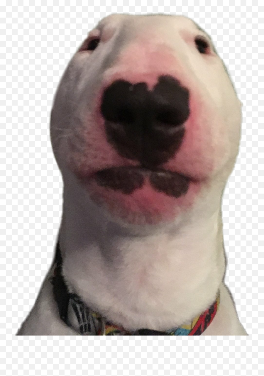 Walter Sticker Dog Png - Walter Dog,Dog Png Transparent