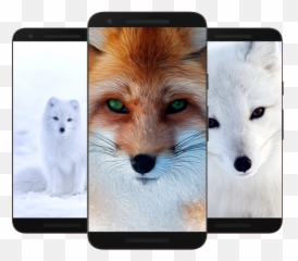 Fox Wallpaper Hd Apk 12 - Download latest version png