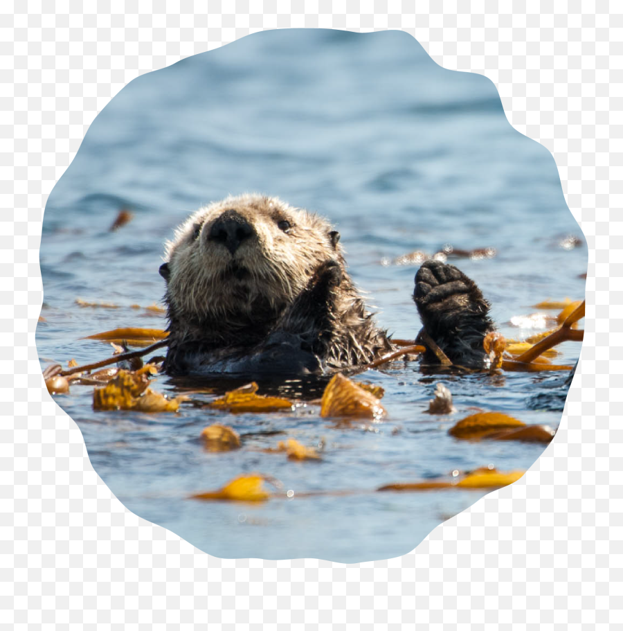 Marine Protection Education Hub Png Sea Otter Icon