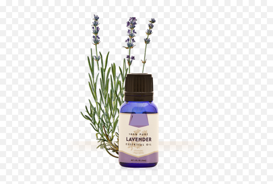 Lavender Oil - Differences Between Lavandin And Lavender Png,Oil Png
