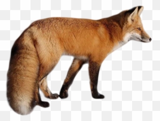 Fox Png - Fox Png,Fox Png