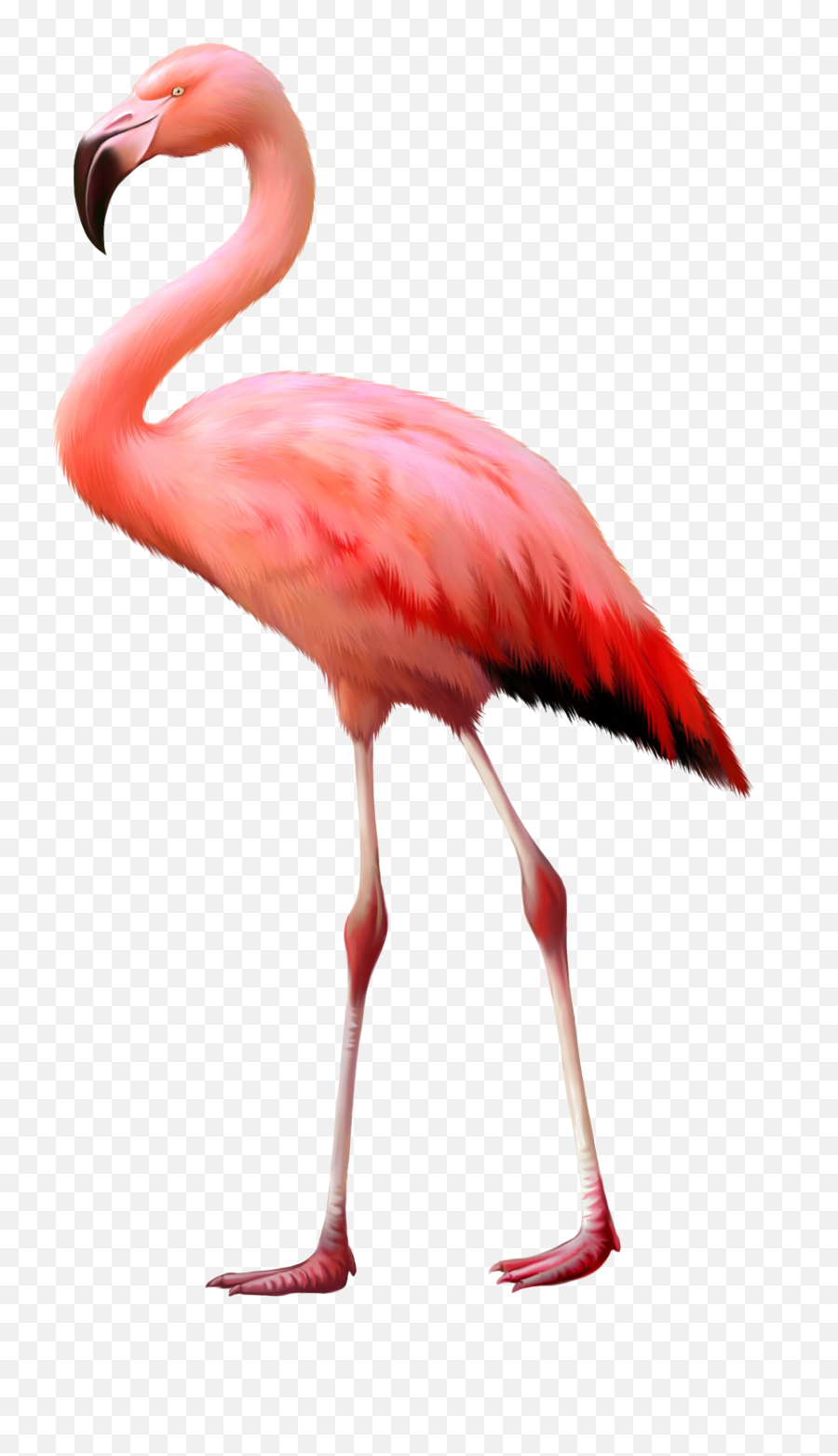 Download Flamingo Png Background Image - Transparent Background Flamingo Png,Flamingo Transparent Background