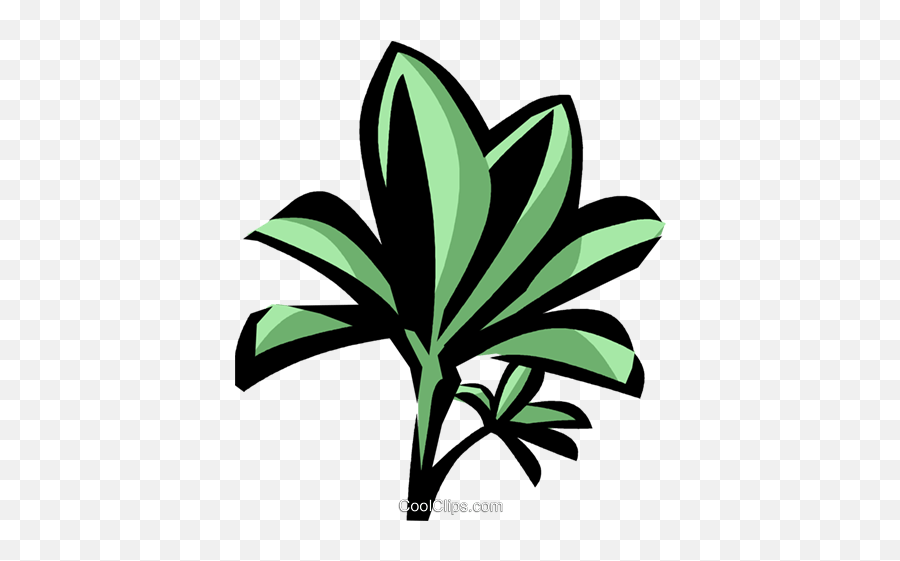 Download Hd Mangrove Royalty Free - Plantas Manguezais Png Vector,Mangrove Png