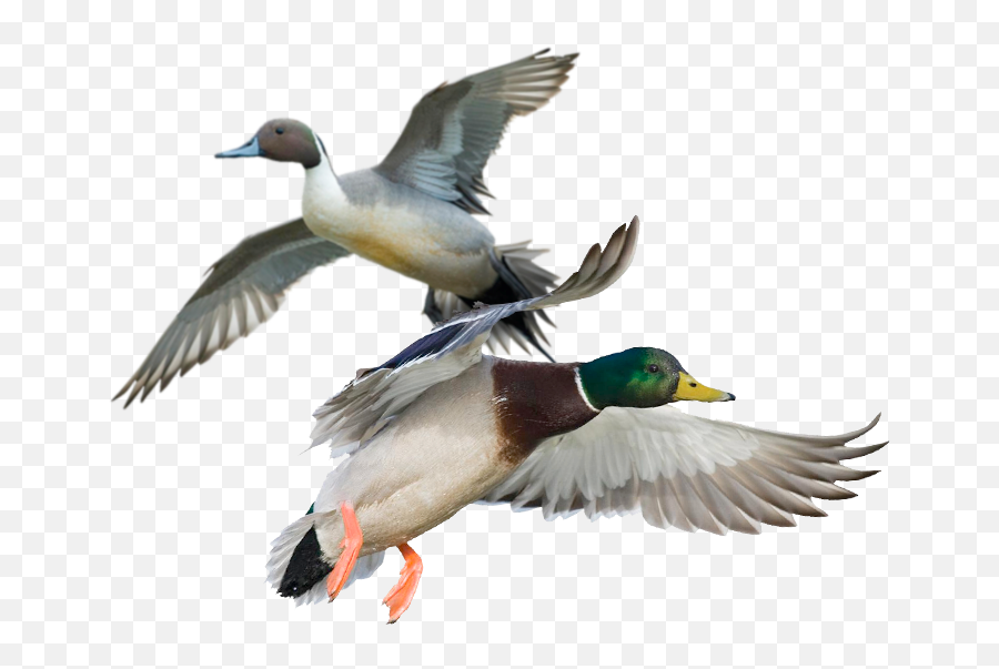 Duck Hunts - Ducks And Geese Png,Duck Hunt Png