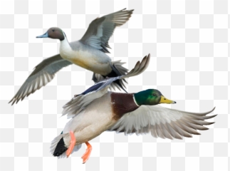 Duck Hunts - Ducks And Geese Png,Duck Hunt Png