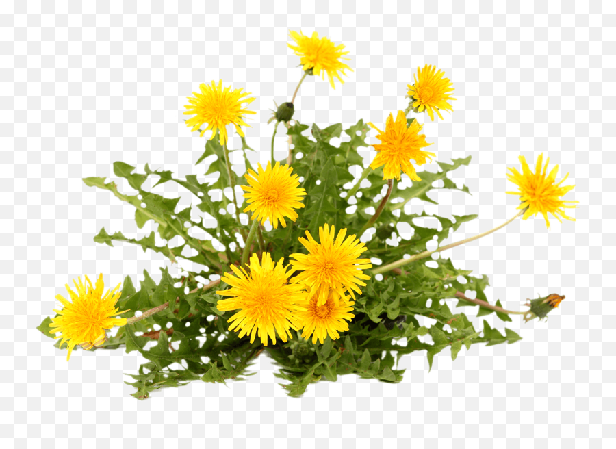 Weed Control - Dandelion Plant On White Background Png,Weeds Png
