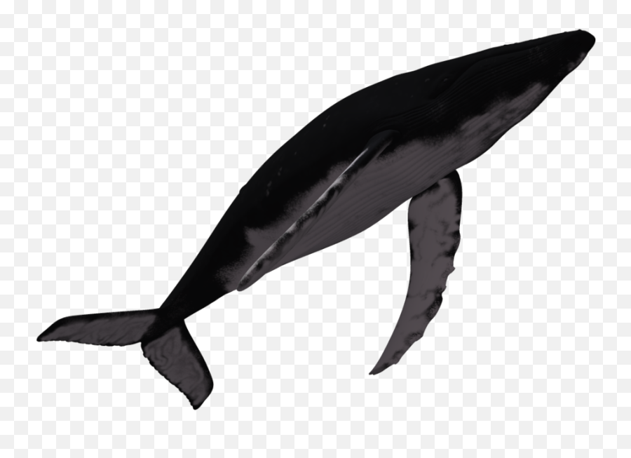Marine Mammal Humpback Whale Dolphin Png