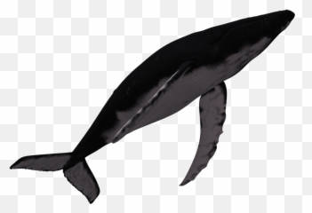 Marine Mammal Humpback Whale Dolphin Png