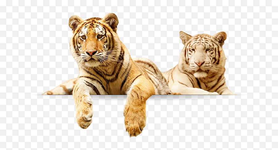 Download Tigers - Tigers Png,Tigers Png