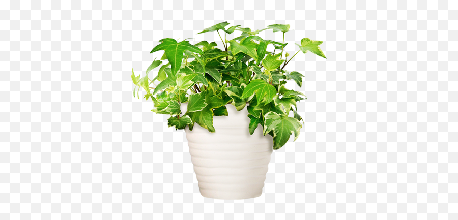 Download Hd Potted Plant - Transparent Potted Plants Png Potted Plants Transparent,Weed Plant Png