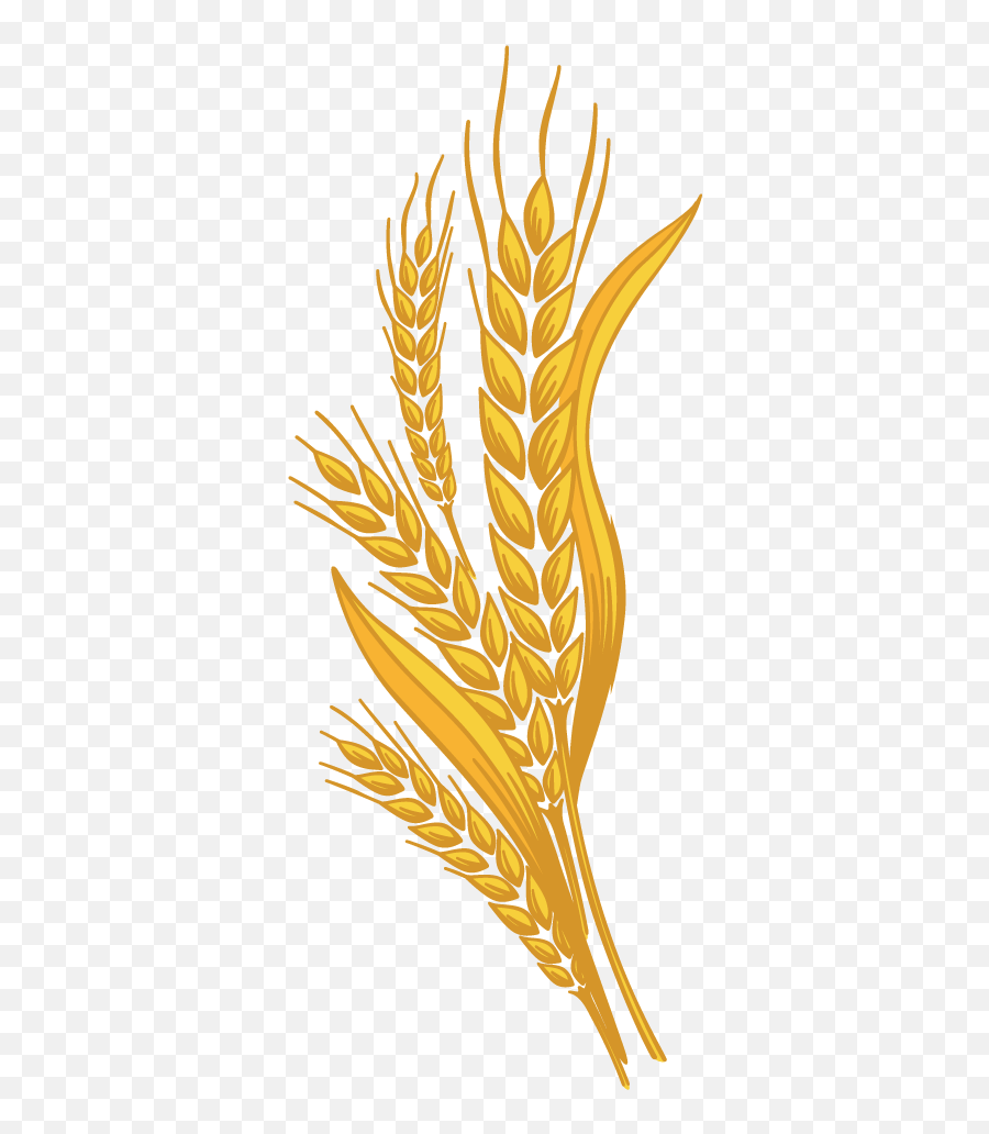 Wheat Transparent Png Clipart Images Free Download - Free Transparent Wheat Clipart Png,Harvest Png