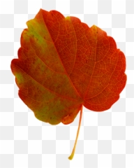 Fall Leaves Clip Art - Beautiful Autumn Clipart U0026 Graphics Autumn Leaf Green And Red Png,Autumn Leaves Png