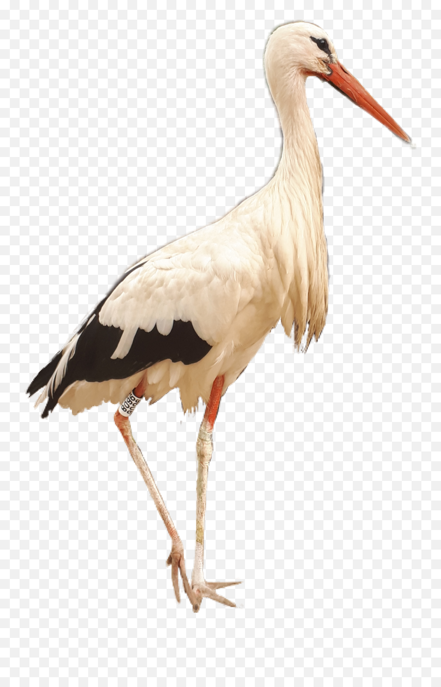 Download White Stork Png Image With No Background - Pngkeycom White Stork,Stork Png