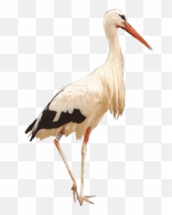 Download White Stork Png Image With No Background - Pngkeycom White Stork,Stork Png