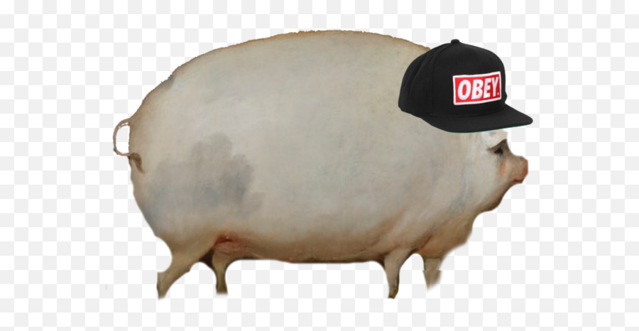 Download Newest Uploads - Domestic Pig Png,Pigs Png