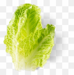 Chipotle - Romaine Lettuce Romaine Lettuce Chipotle Png,Lettuce Png