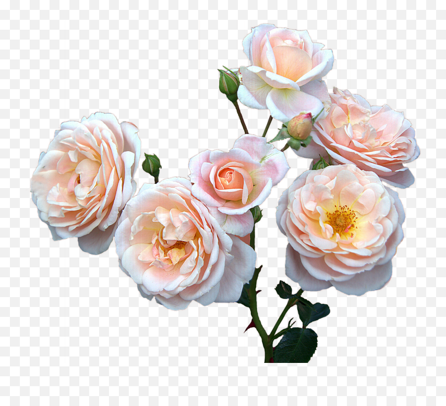 Roses Free Motheru0027s Day Womenu0027s - Free Image On Pixabay Mothers Days Flowers Png,Mothers Day Png