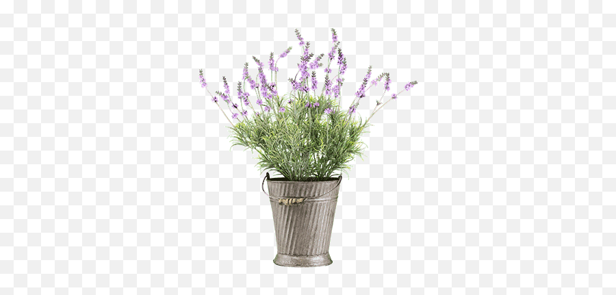 Flowers For Cemeteries Inc - English Lavender Png,Lavender Png