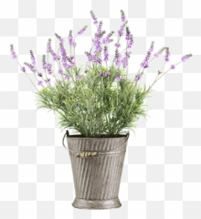 Flowers For Cemeteries Inc - English Lavender Png,Lavender Png