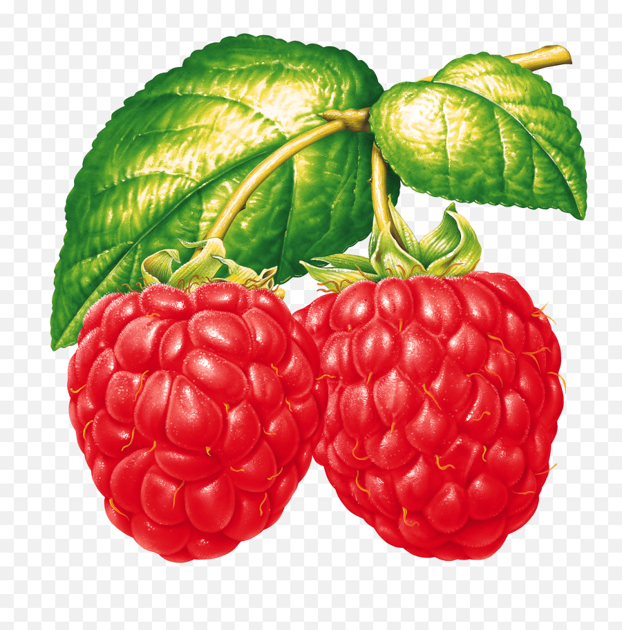 Raspberries - Red Raspberry Clipart,Raspberries Png