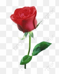 Free Flowers Clipart Commercial Use - Flor Imagenes De Rosas png