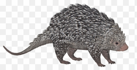 Zt2 Porcupine Png Image With No - Brazilian Porcupine,Porcupine Png
