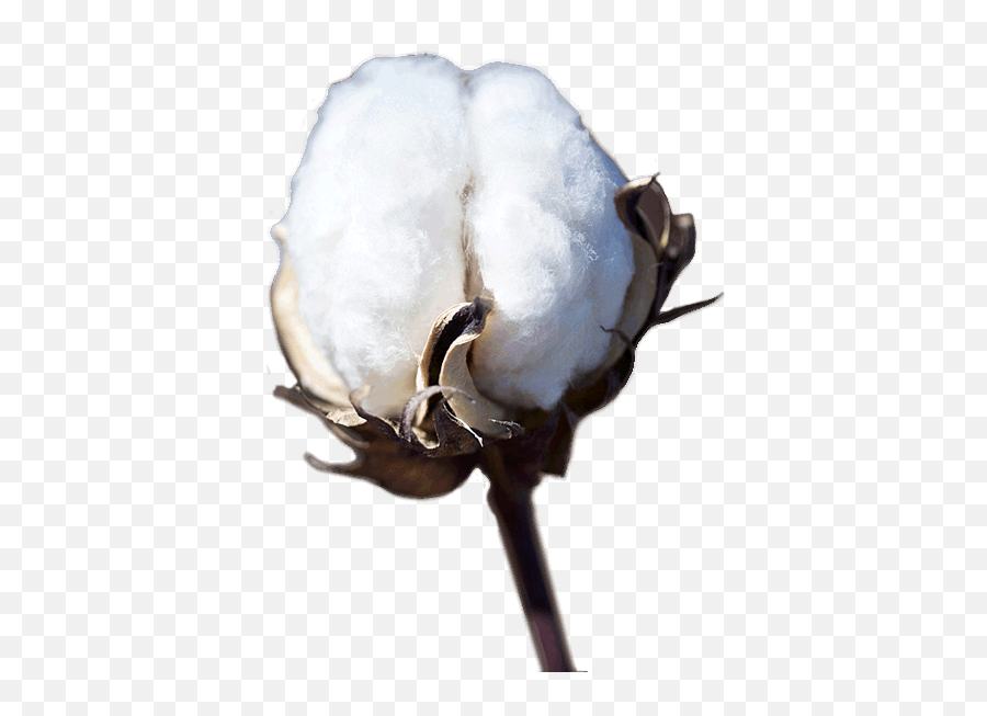 Png Transparent Images Free Download Cotton