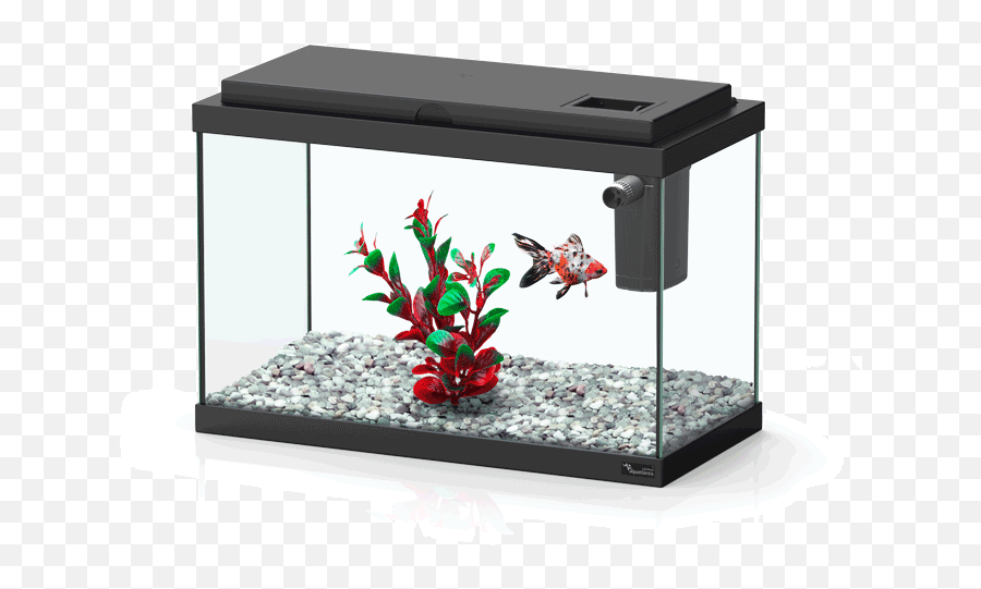 Aquatlantis Aquarium - Funny Fish 35 Png,Aquarium Png