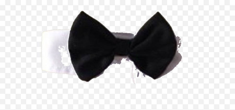 Pampet Dog Bow Tie U0026 Collar - Headband Png,Black Bow Tie Png