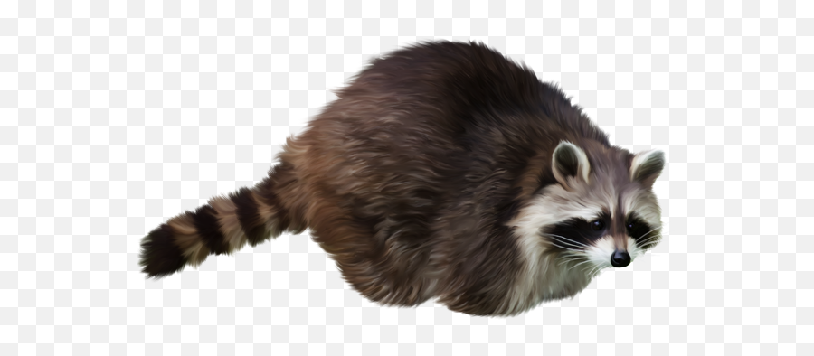 Png Image With Transparent Background - Transparent Background Raccoon Png Gif,Raccoon Transparent Background