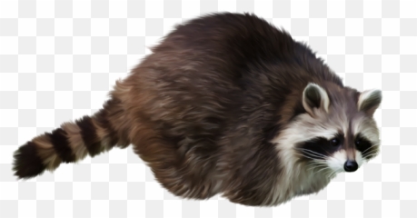 Png Image With Transparent Background - Raccoon Gif