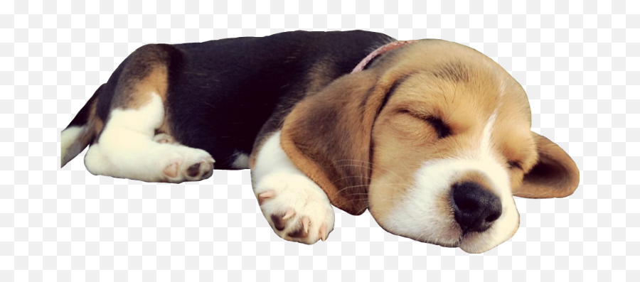 Download Hd Doggo Dog Sleep Beagle - Sleeping Dog Transparent Background Png,Cute Dog Png