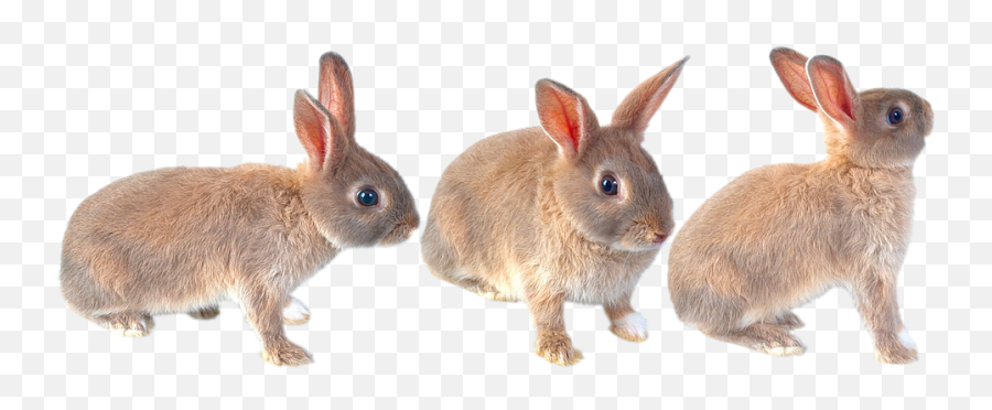 Hare Rabbit Ears - Easter Bunny Png,Rabbit Ears Png