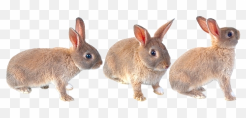 Hare Rabbit Ears - Easter Bunny png
