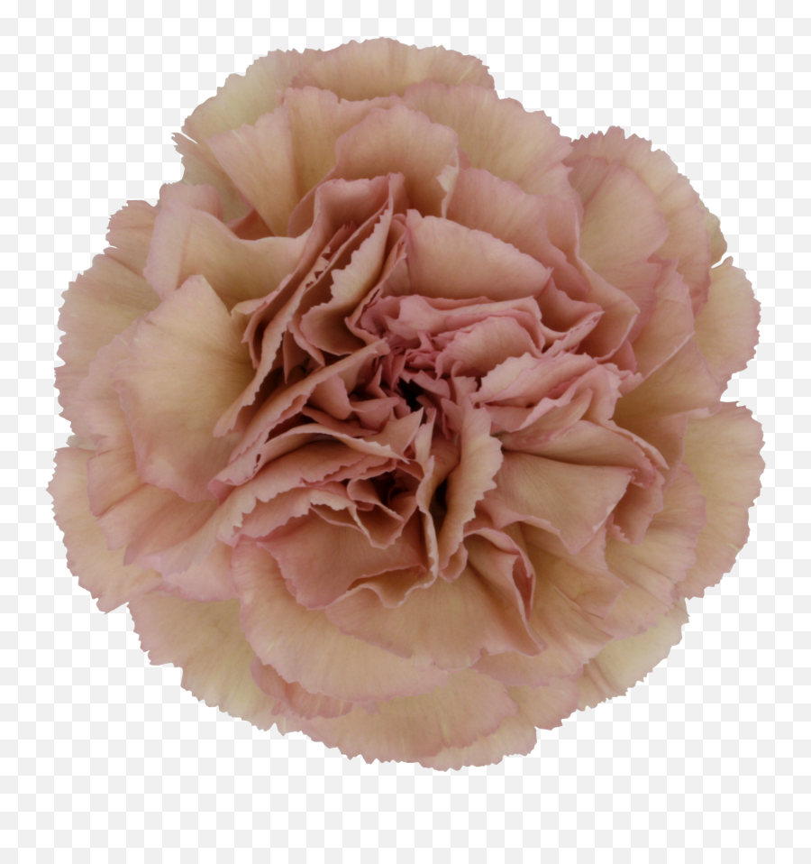 Creola Carnation Carnations Antique Pink October Flowers - Creola Carnation Png,Carnation Png