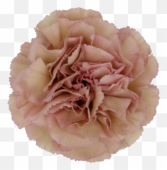 Creola Carnation Carnations Antique Pink October Flowers - Creola Carnation Png,Carnation Png