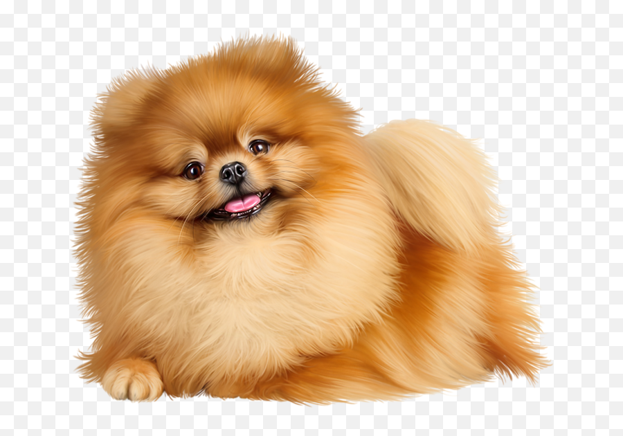 Download Pomeranian Png Image With