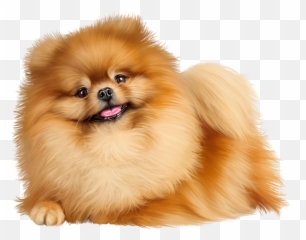 Download Pomeranian Png Image With