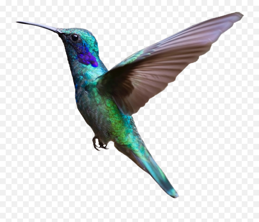 Hummingbird Bird Flight Clip Art - Bird Flying With Transparent Background Png,Hummingbird Png