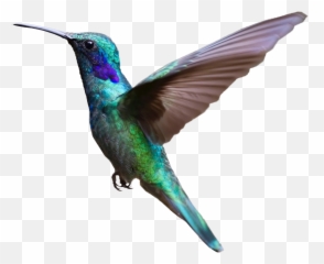 Hummingbird Bird Flight Clip Art - Flying With Transparent Background png