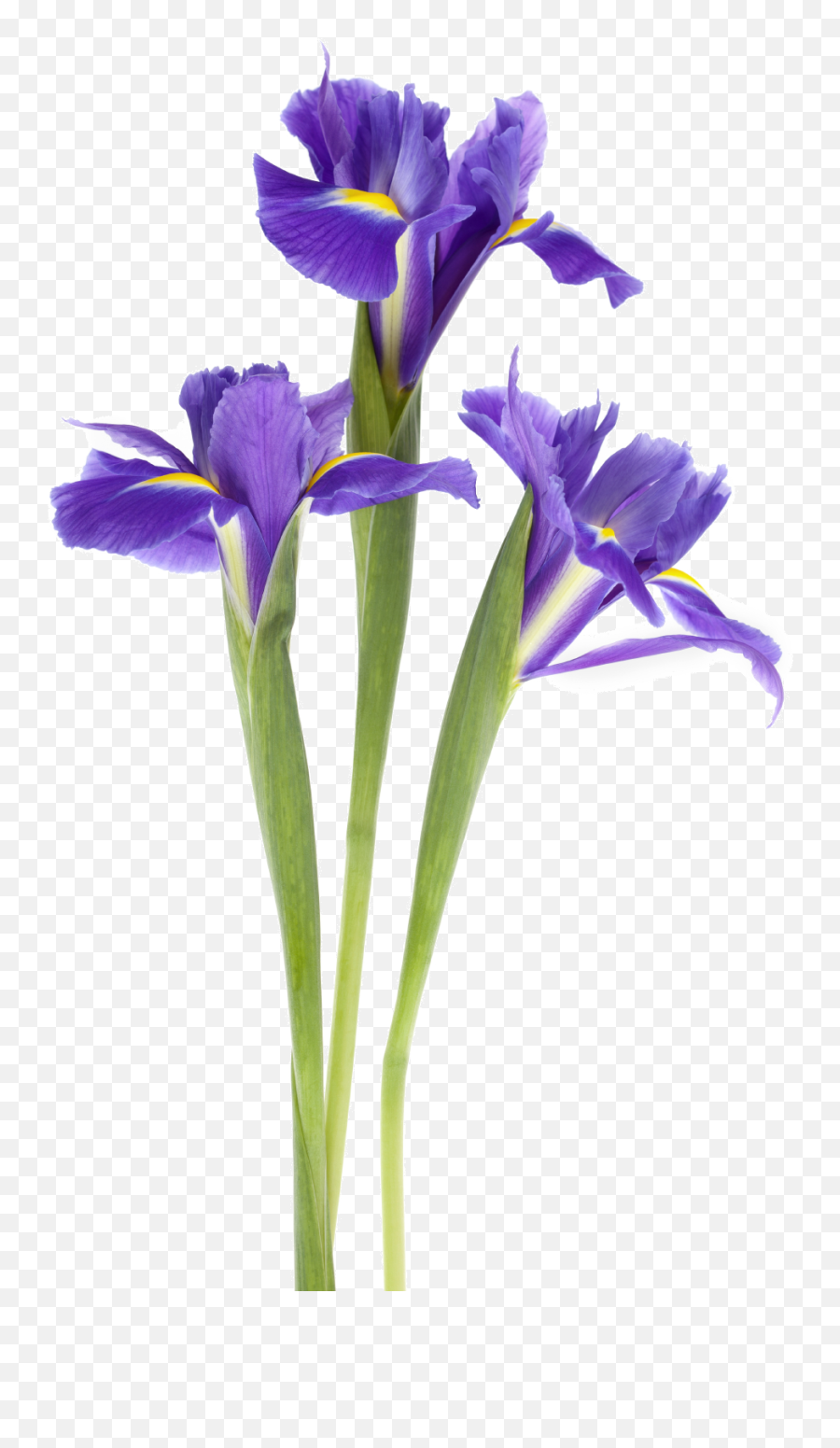 Iris Flower Png - Transparent Iris,Iris Flower Png