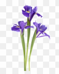 Iris Flower Png - Transparent